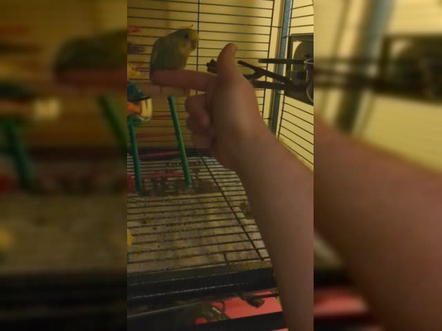 Mitra, young budgie learning commands