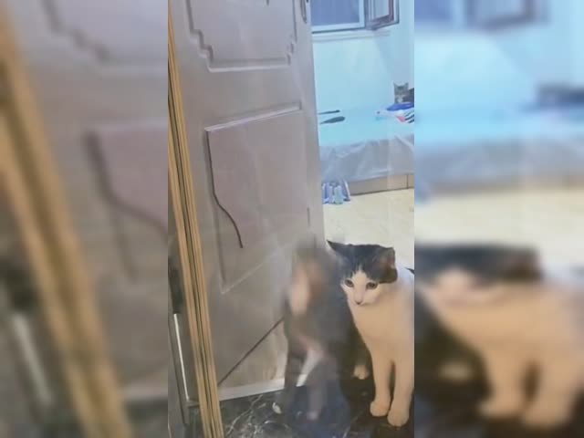 2222222222222222222.mp4
