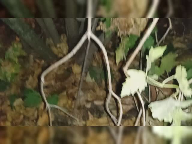 VID_20230925_234120.mp4