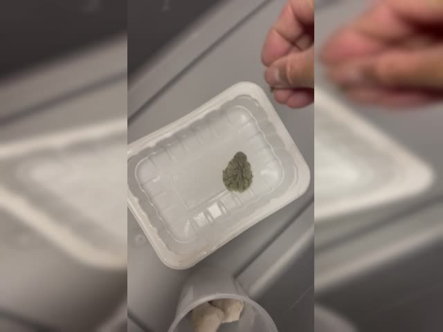 Camo Frog Cricket Gulper