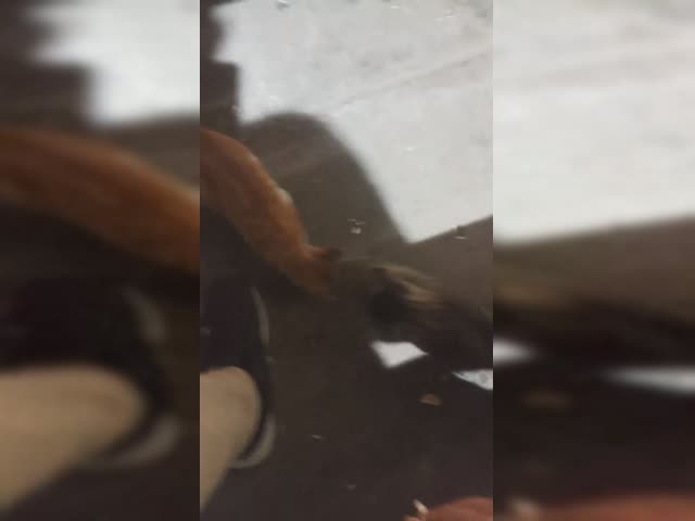 VID_20200126_184618.compressed.mp4
