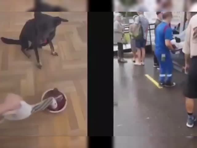 Dogs have more sense
