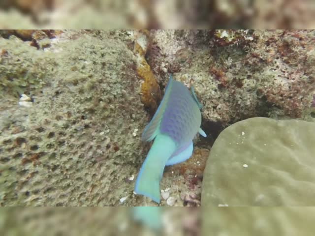 ParrotFishEatingCorals.mov