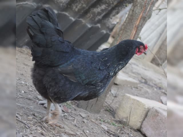 aussie
