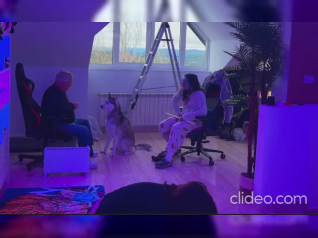 Perros como dueños