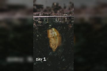 Peanut Sprouting Time Lapse