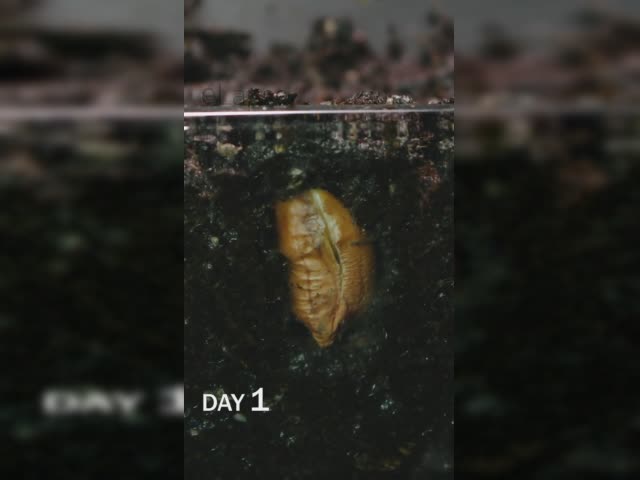 Peanut Sprouting Time Lapse