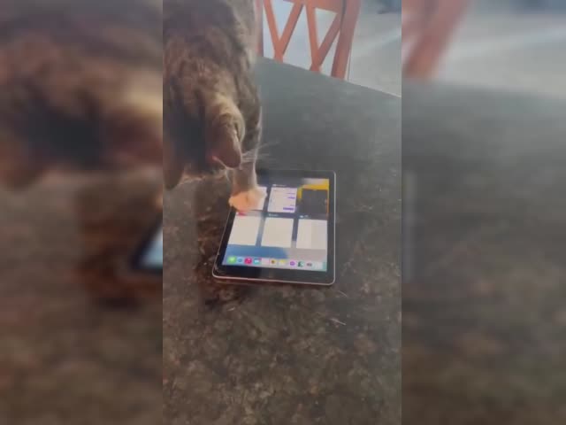 умный котик