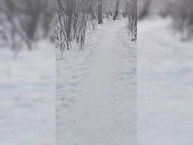 VID_20250203_172606_535.mp4