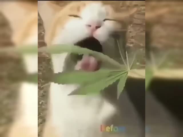 kotek trawa.mp4