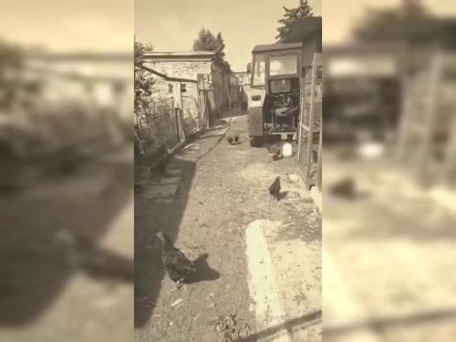 Slepičky.mp4