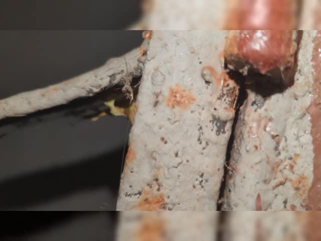 PXL_20221122_004752118.mp4