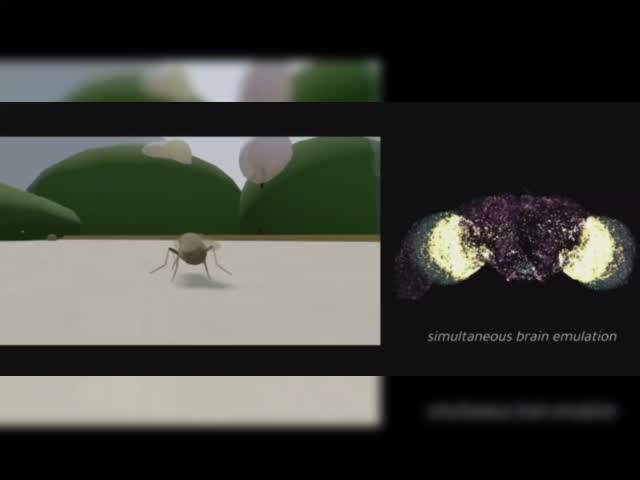 муха.mp4