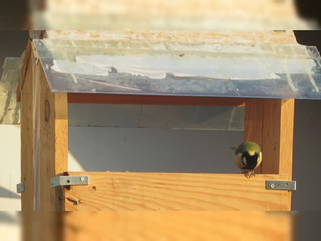 great titmice