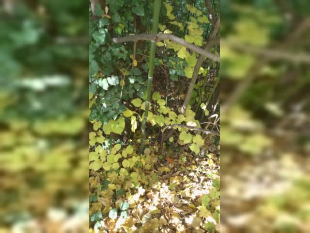 竹竹竹竹竹竹竹竹竹竹竹竹竹