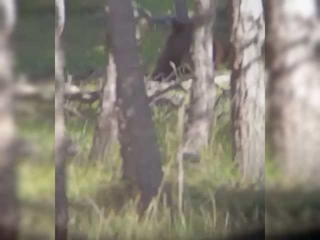 Bear