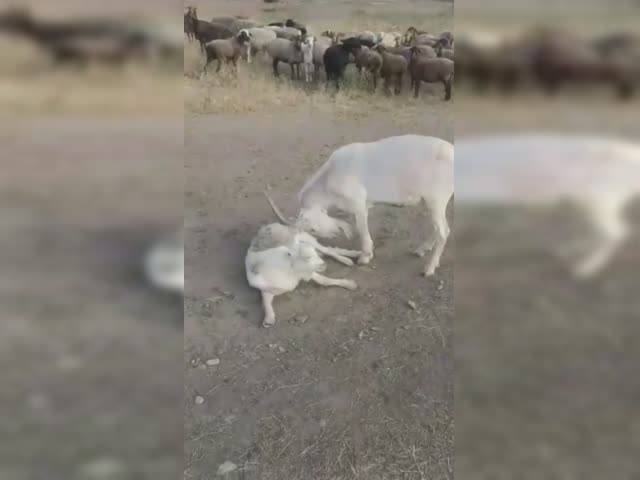 shava1789-20221112-0001.mp4