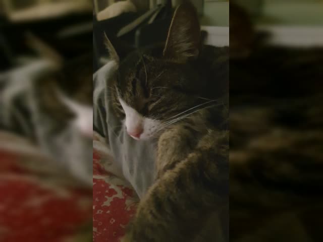 Spinning cat