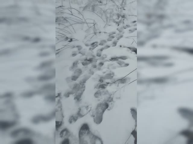 VID_20240210_151848.mp4