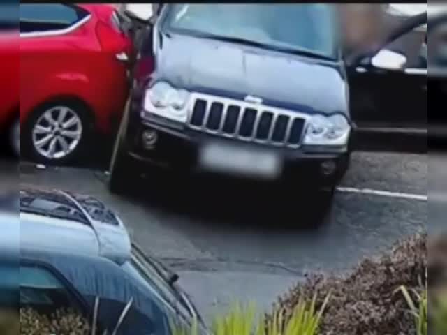 Dog crash