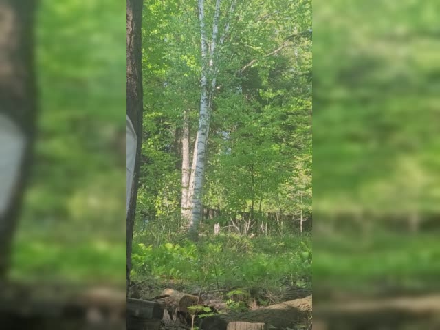 Flying caterpillar? What is this