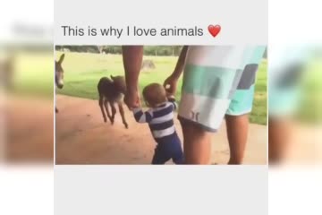 thats_why_i_love_animals_(1)