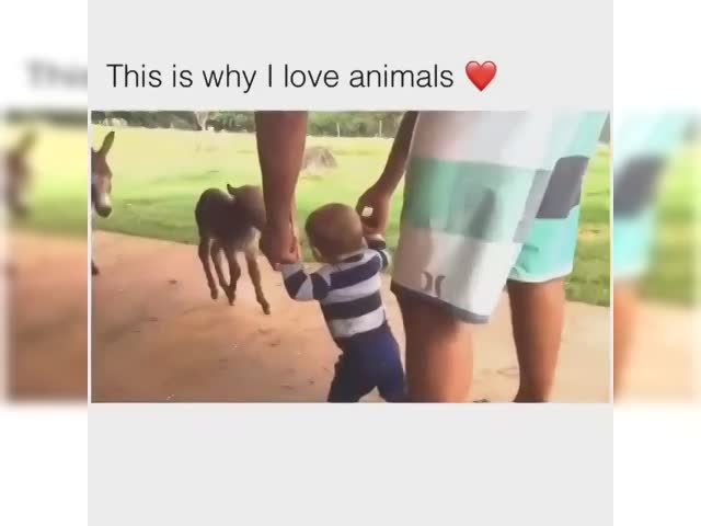 thats_why_i_love_animals_(1)