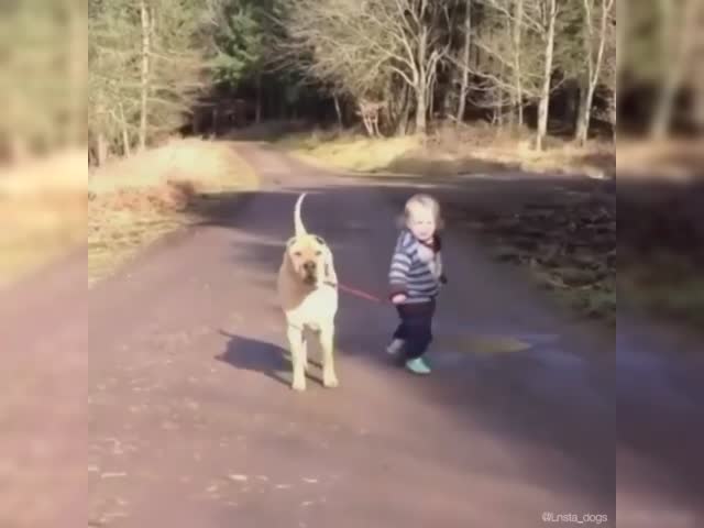 Dog and Little Boy
