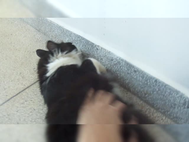 my son Sirius
