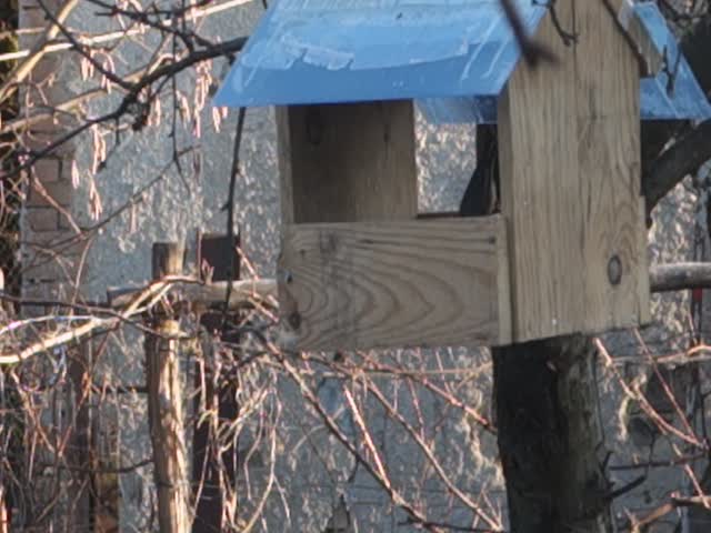 nuthatch (Kleiber)