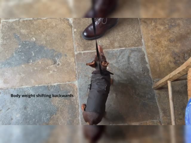 Why The Chateau Diaries should never own a dog again