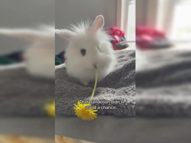 facebook_1748431802359.mp4