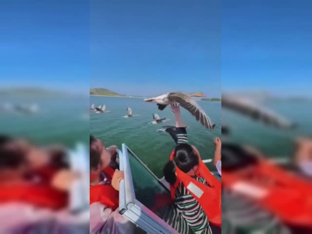 Goose lands on hand