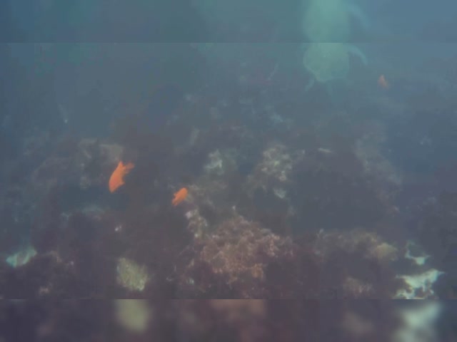 2020-07-25-La Jolla Cove.avi