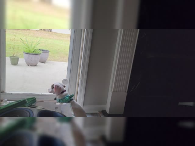 dog video