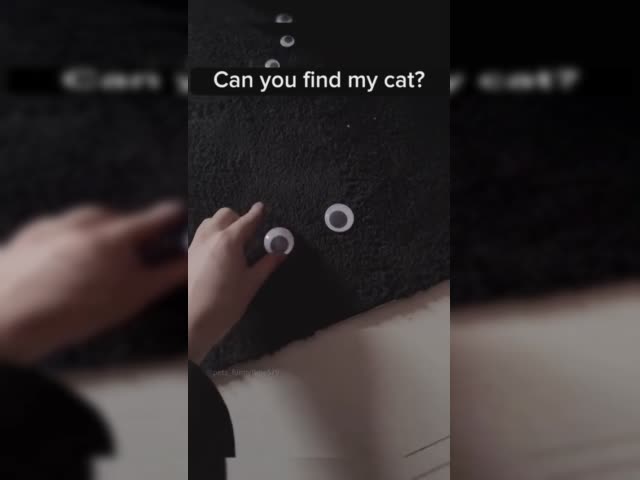 how it is to live with black cat