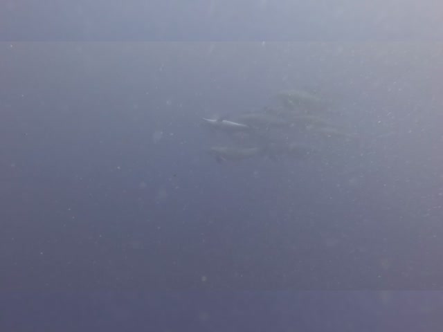 Dolphins.mov