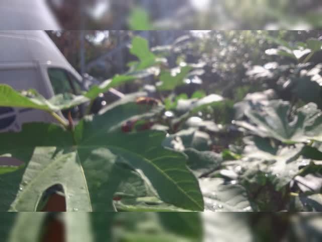匈牙利人就像：马蜂