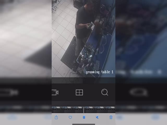 Queens, NY - Groomer Abuses pup