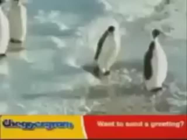 funny Penguin