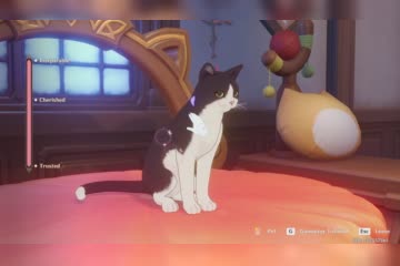 pet the cat