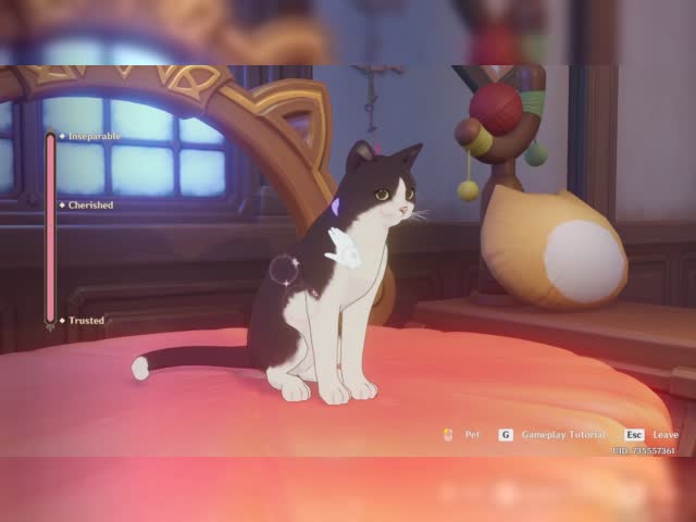 pet the cat