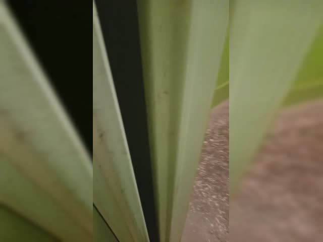 1000000613.mp4