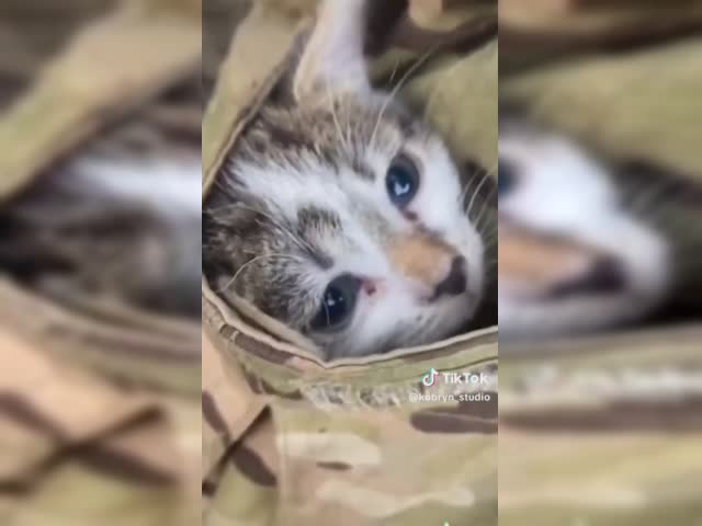 Download.mp4
