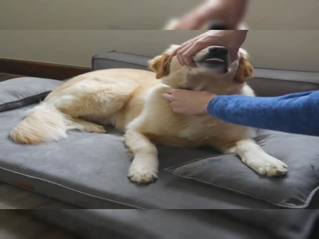 Anti-Barking Collar