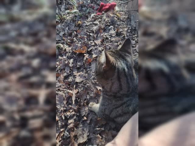 可可爱爱猫猫