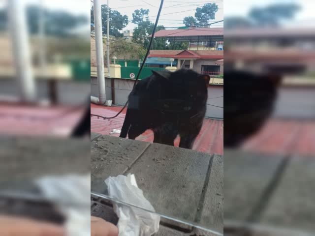 mr meow