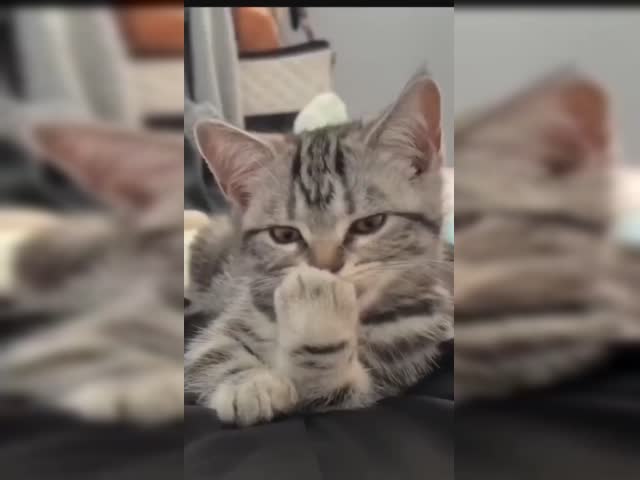_IQqjsN25zx2vQdt.mp4