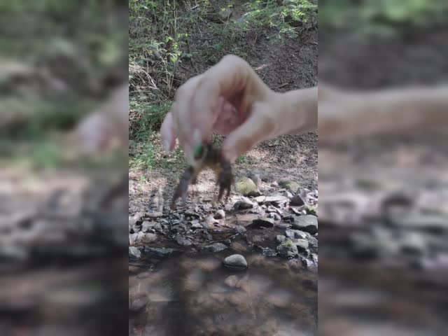 Crabby crab