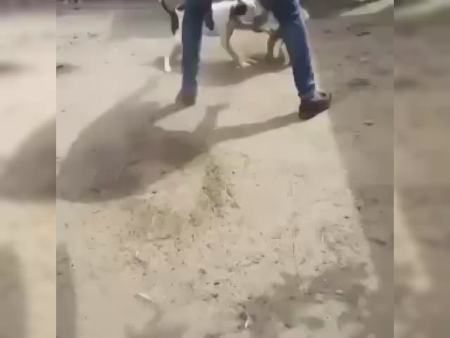 video4934177529087918898.mp4